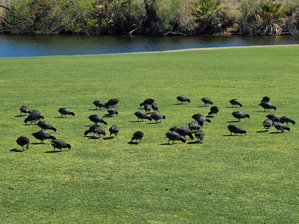 Mojave Resort Golf Club | restaurant | 9905 Aha Macav Pkwy, Laughlin, NV 89029, USA | 7025354653 OR +1 702-535-4653