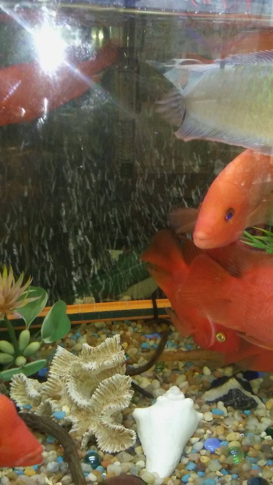 Lucky Star | restaurant | 94-19 Astoria Blvd, East Elmhurst, NY 11369, USA | 7184585252 OR +1 718-458-5252