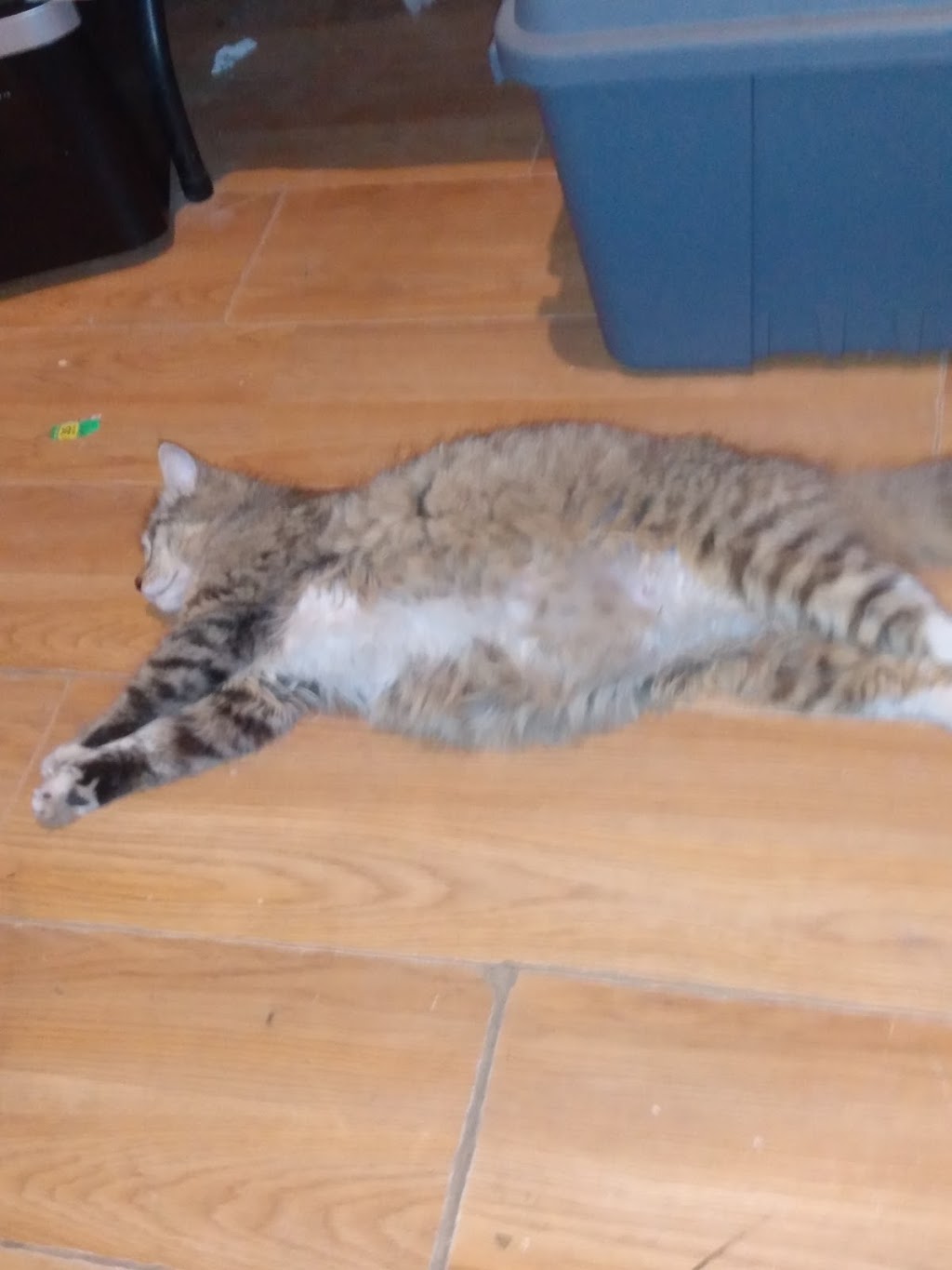 Phils Jazzy Barbecue | restaurant | 924 N Davis Hwy, Pensacola, FL 32501, USA | 8505303374 OR +1 850-530-3374