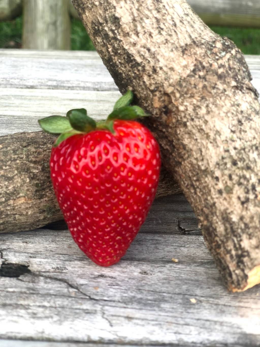 Fitz’s Snoballs | restaurant | 5909 Elm Springs Rd, Springdale, AR 72762, USA | 4797904794 OR +1 479-790-4794