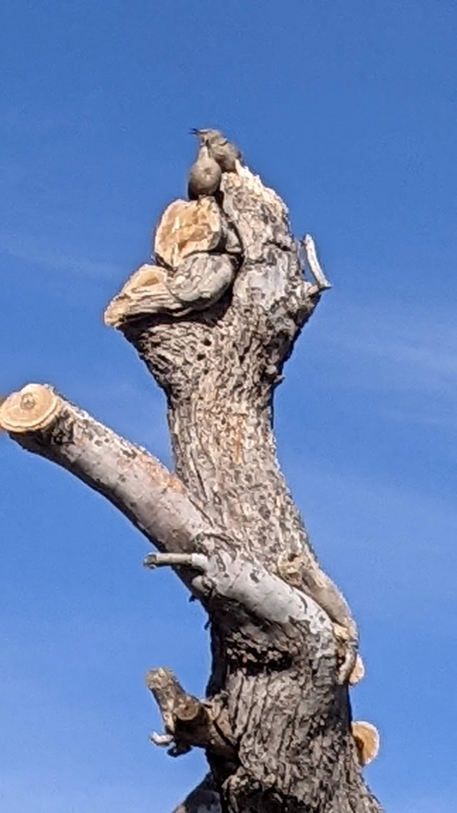 Curley Coffee Roasters | cafe | 400 W Vananda Ave, Ajo, AZ 85321, USA | 5204058409 OR +1 520-405-8409