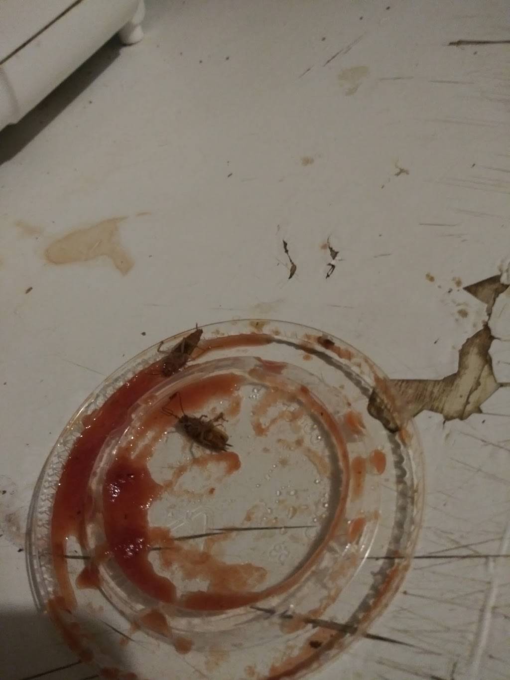 Pizza Hut | restaurant | 5914 E 10th St, Indianapolis, IN 46219, USA | 3173597300 OR +1 317-359-7300