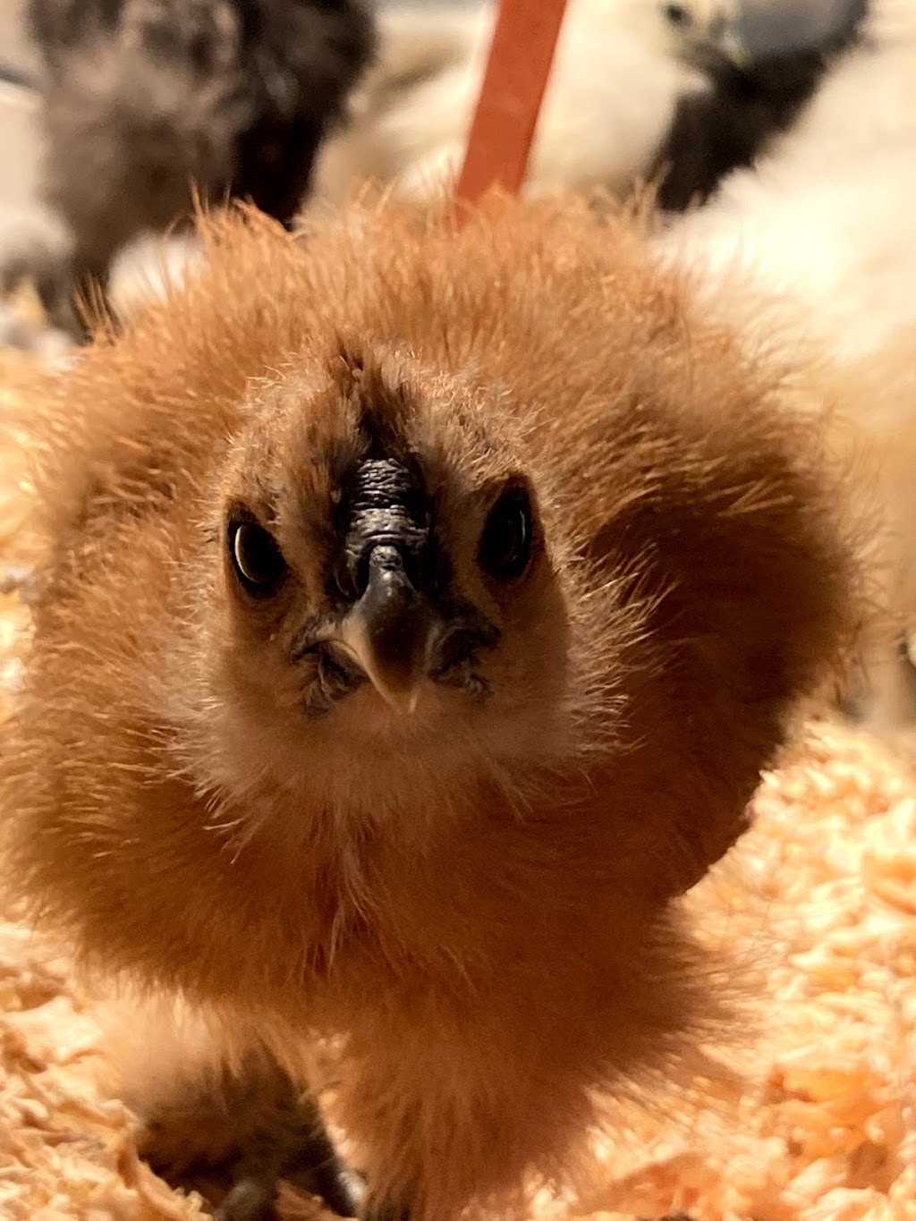 Sunny Side Silkies | restaurant | 7630 Center St, Emerald, PA 18080, USA | 4845535468 OR +1 484-553-5468