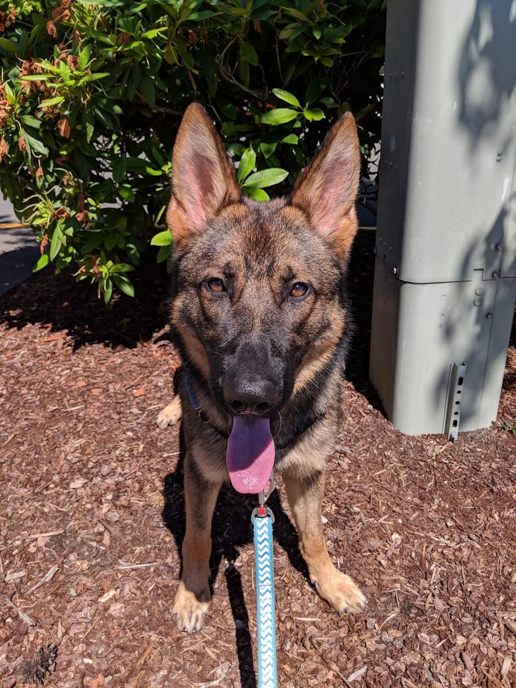 Klahanie Shopping Center | shopping mall | 4510-4592 Klahanie Dr SE, Sammamish, WA 98029, USA | 5036034700 OR +1 503-603-4700