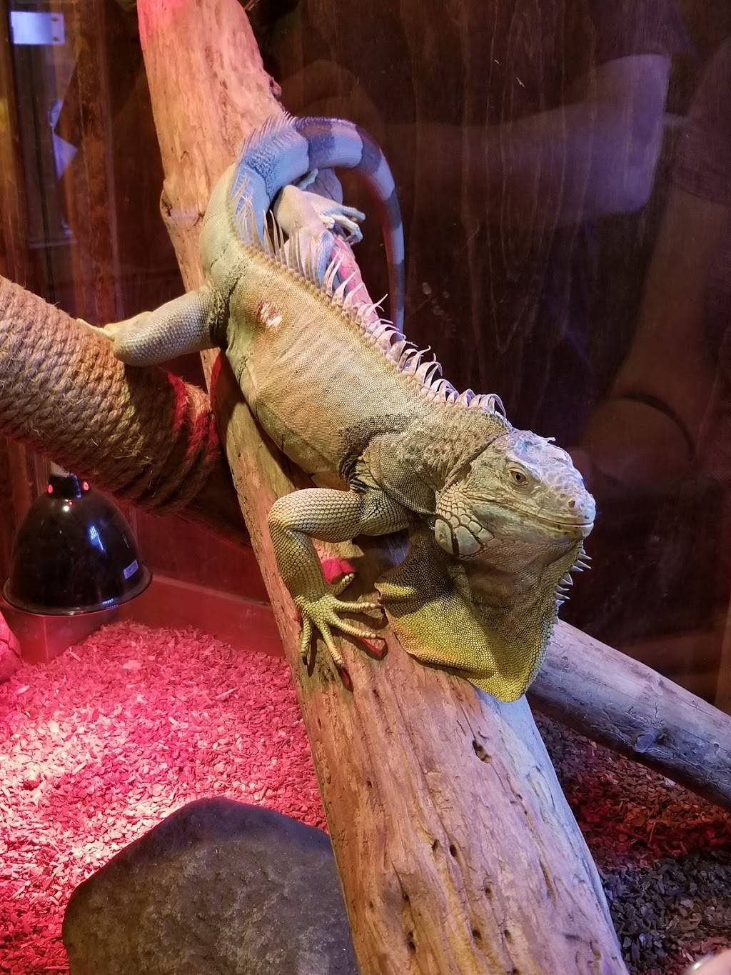 Winking Lizard Tavern | restaurant | 496 Polaris Pkwy, Westerville, OH 43082, USA | 6144233616 OR +1 614-423-3616