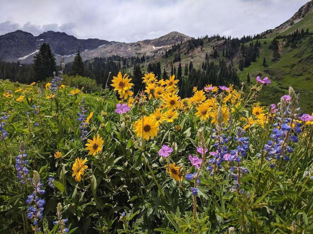 Alta Lodge | restaurant | 10230 E Hwy 210, Alta, UT 84092, USA | 8007072582 OR +1 800-707-2582