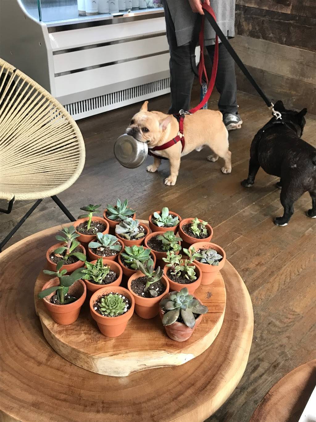 Lively Brooklyn | restaurant | 396 7th Ave, Brooklyn, NY 11215, USA | 9292823110 OR +1 929-282-3110