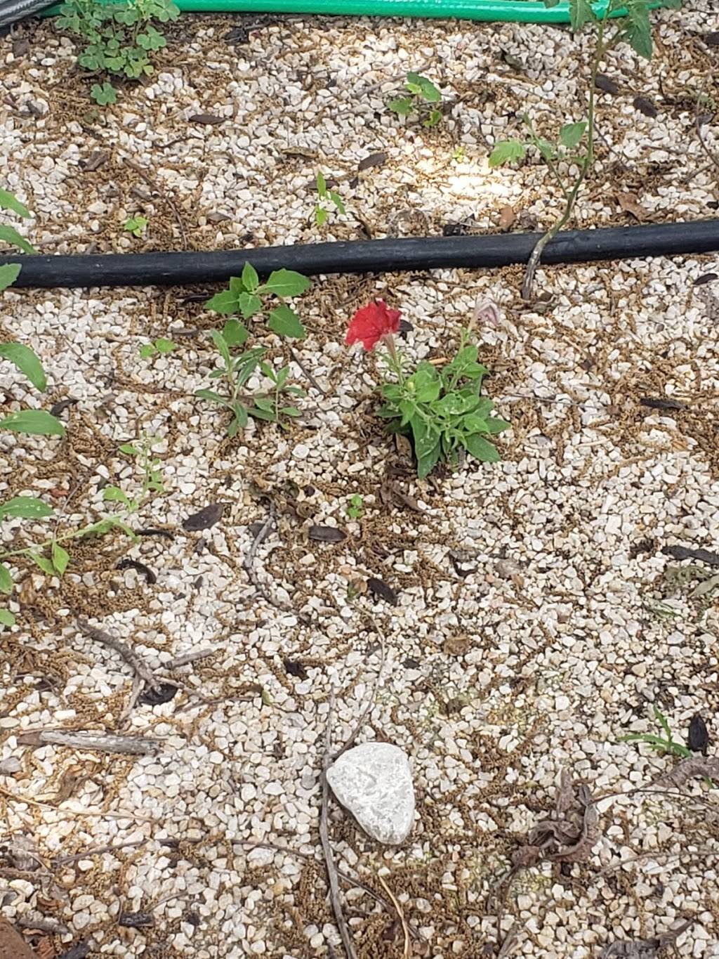 The Outpost Food Park | restaurant | 1403 E 7th St, Austin, TX 78702, USA | 5122177257 OR +1 512-217-7257