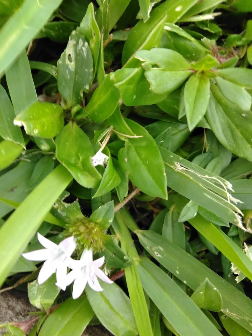 McDonalds | cafe | 30335 S, Federal Hwy, Homestead, FL 33030, USA | 3052476484 OR +1 305-247-6484