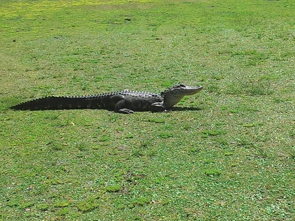 The Oaks Golf Club | restaurant | 1264 Co Rd 309, Crescent City, FL 32112, USA | 3864672512 OR +1 386-467-2512