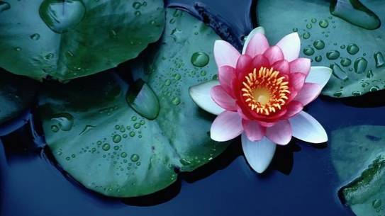 Cherry Street Thai | meal takeaway | 2724 E Cherry St, Seattle, WA 98122, USA | 2063256660 OR +1 206-325-6660