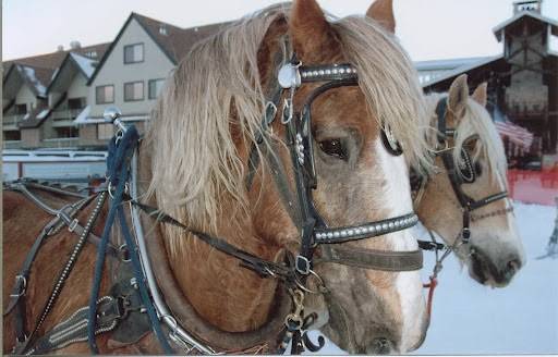 Snowed Inn Sleigh Co. Restaurant | restaurant | 310 Lowell Ave, Park City, UT 84060, USA | 4356473310 OR +1 435-647-3310