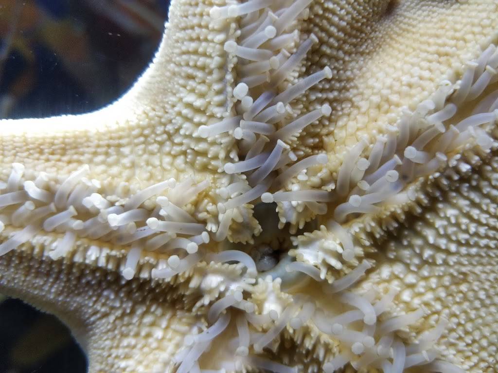 Aquarium Restaurant | restaurant | 700 Water St, Denver, CO 80211, USA | 3035614450 OR +1 303-561-4450