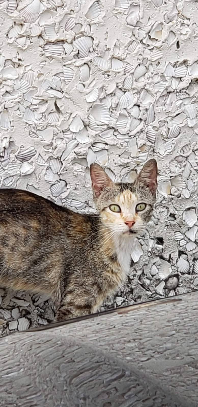 Papa Johns Pizza | restaurant | 1002 Memorial Dr, Waycross, GA 31501, USA | 9122837766 OR +1 912-283-7766