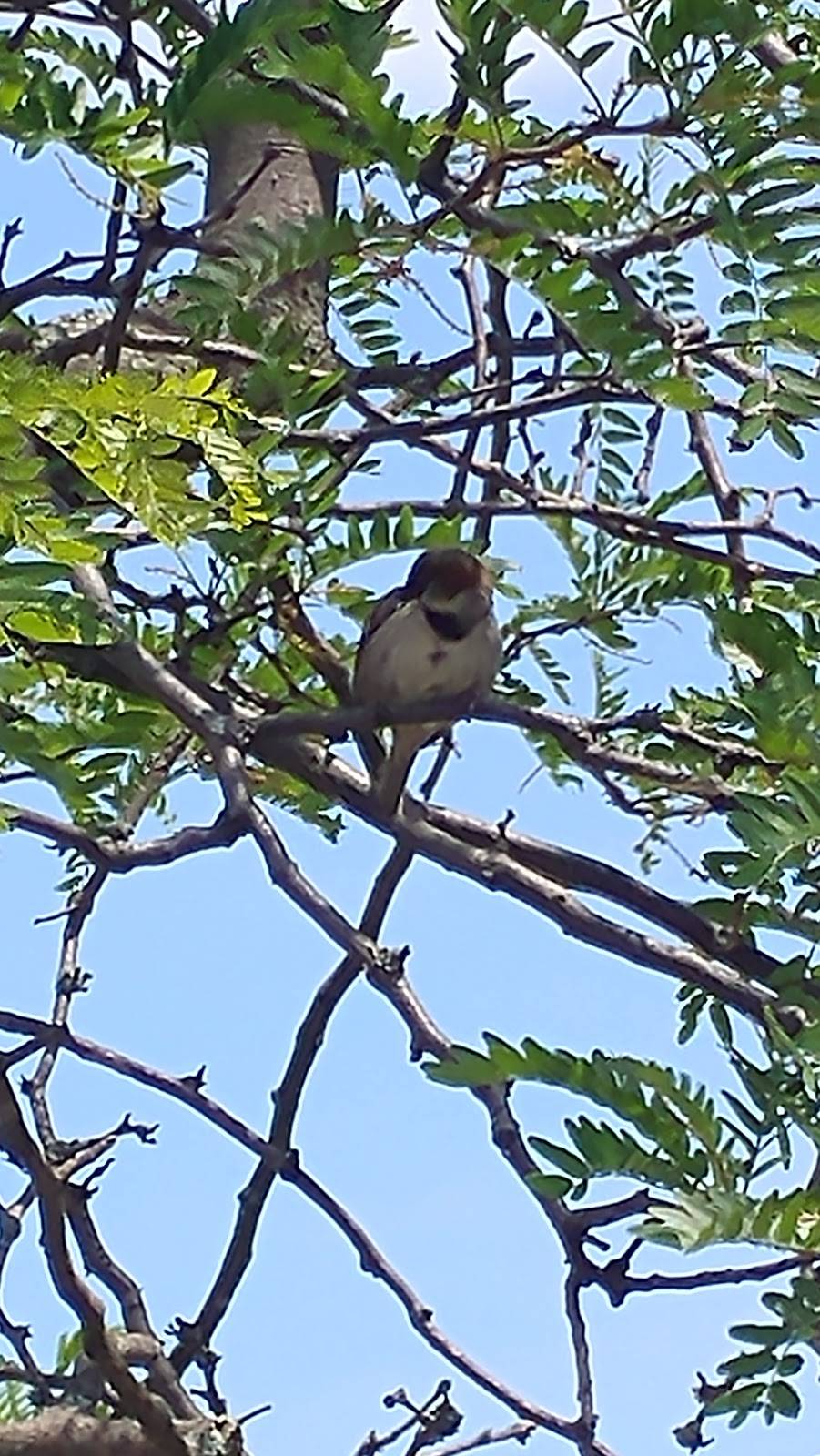 Fox Run Shopping Center | shopping mall | 615 Solomons Island Rd N, Prince Frederick, MD 20678, USA | 6108347287 OR +1 610-834-7287