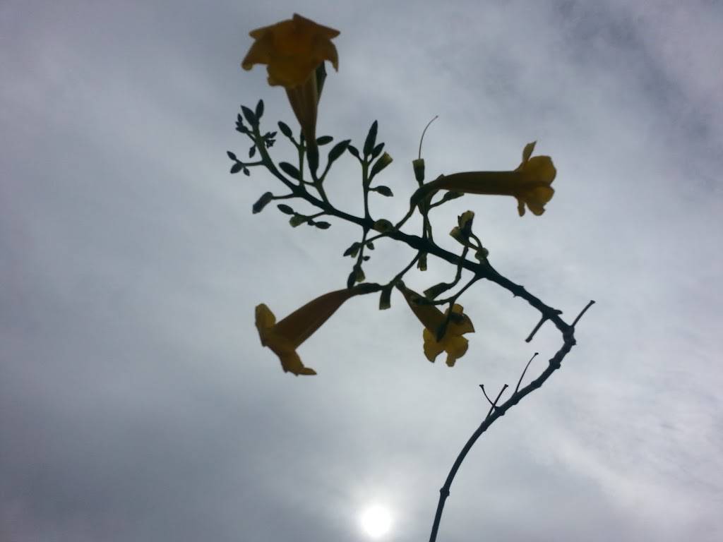 Cermele Cafe | cafe | 1025 Westchester Ave W, West Harrison, NY 10604, USA | 9142510302 OR +1 914-251-0302