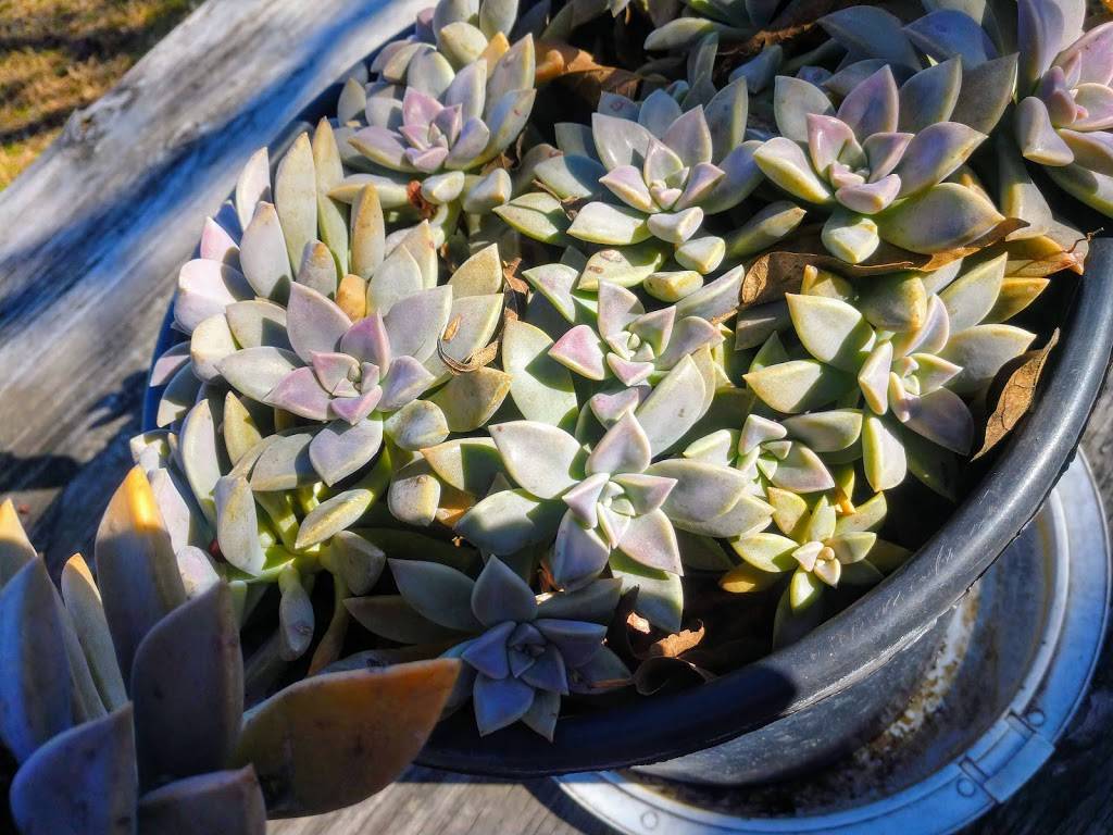 Bobs Smokehouse | restaurant | 5416 FM78, Kirby, TX 78219, USA | 2106614777 OR +1 210-661-4777