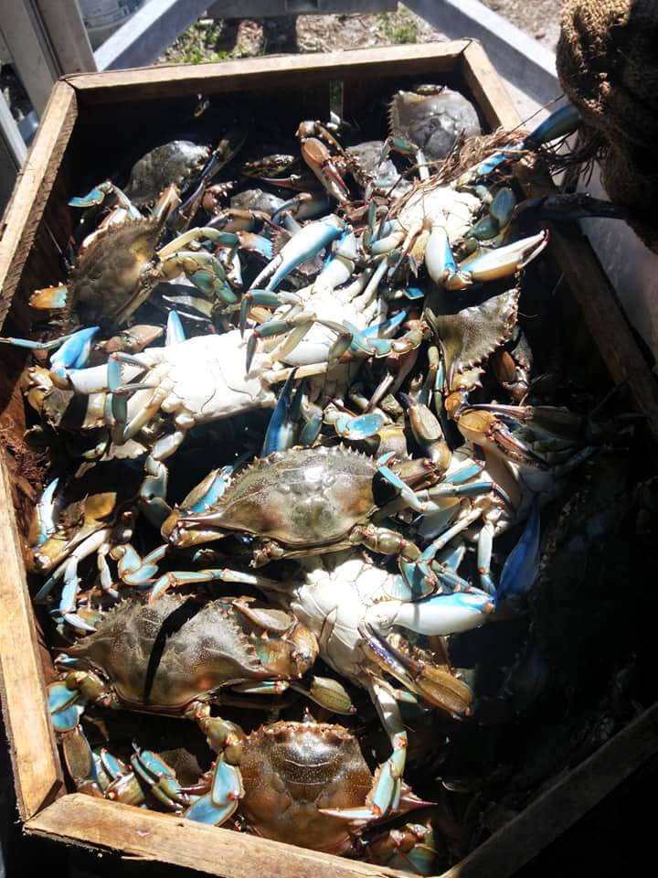 Jabos BBQ and Seafood | restaurant | 3286 Commercial Way, Spring Hill, FL 34606, USA | 3526869500 OR +1 352-686-9500