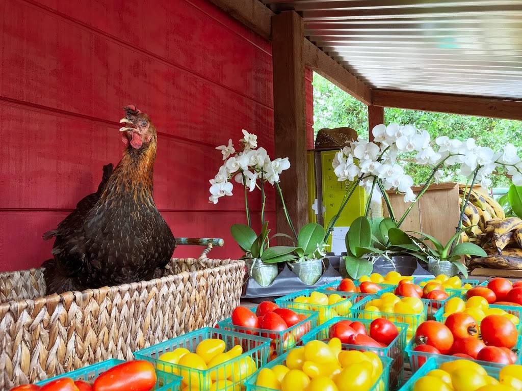 Family farms inc.U-Pick |  | 14950 SW 14th St, Davie, FL 33326, USA | 9548042850 OR +1 954-804-2850