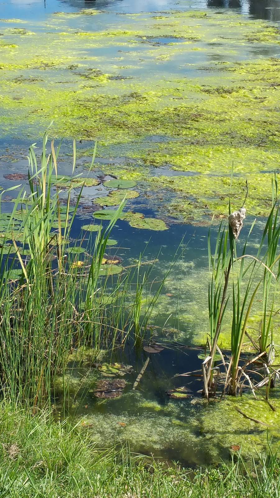 Chubbys Restaurant | restaurant | 2830 County Rd 8, Campbellford, ON K0L 1L0, Canada | 7056532908 OR +1 705-653-2908