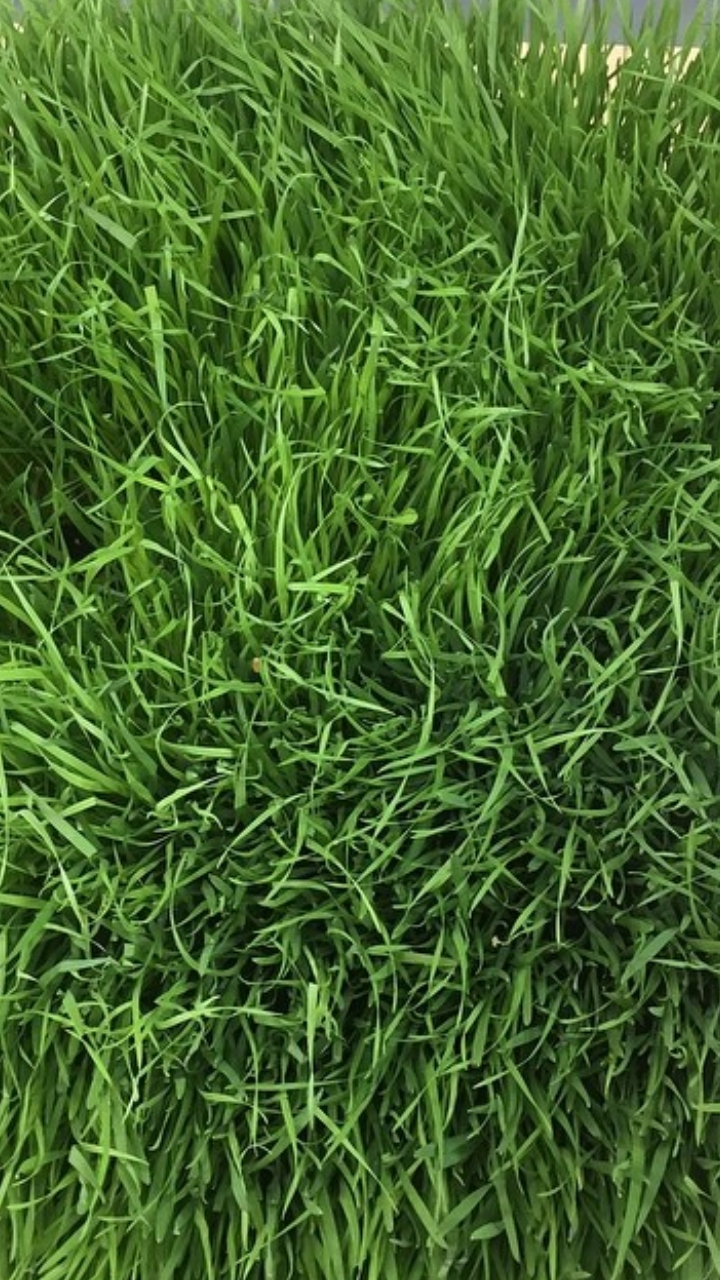 Keva Juice | restaurant | 1641 McCulloch Blvd N #24, Lake Havasu City, AZ 86403, USA | 9286804835 OR +1 928-680-4835