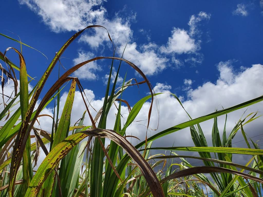 Kō Hana Distillers | restaurant | 92-1770 Kunia Rd #227, Kunia Camp, HI 96759, USA | 8085174067 OR +1 808-517-4067