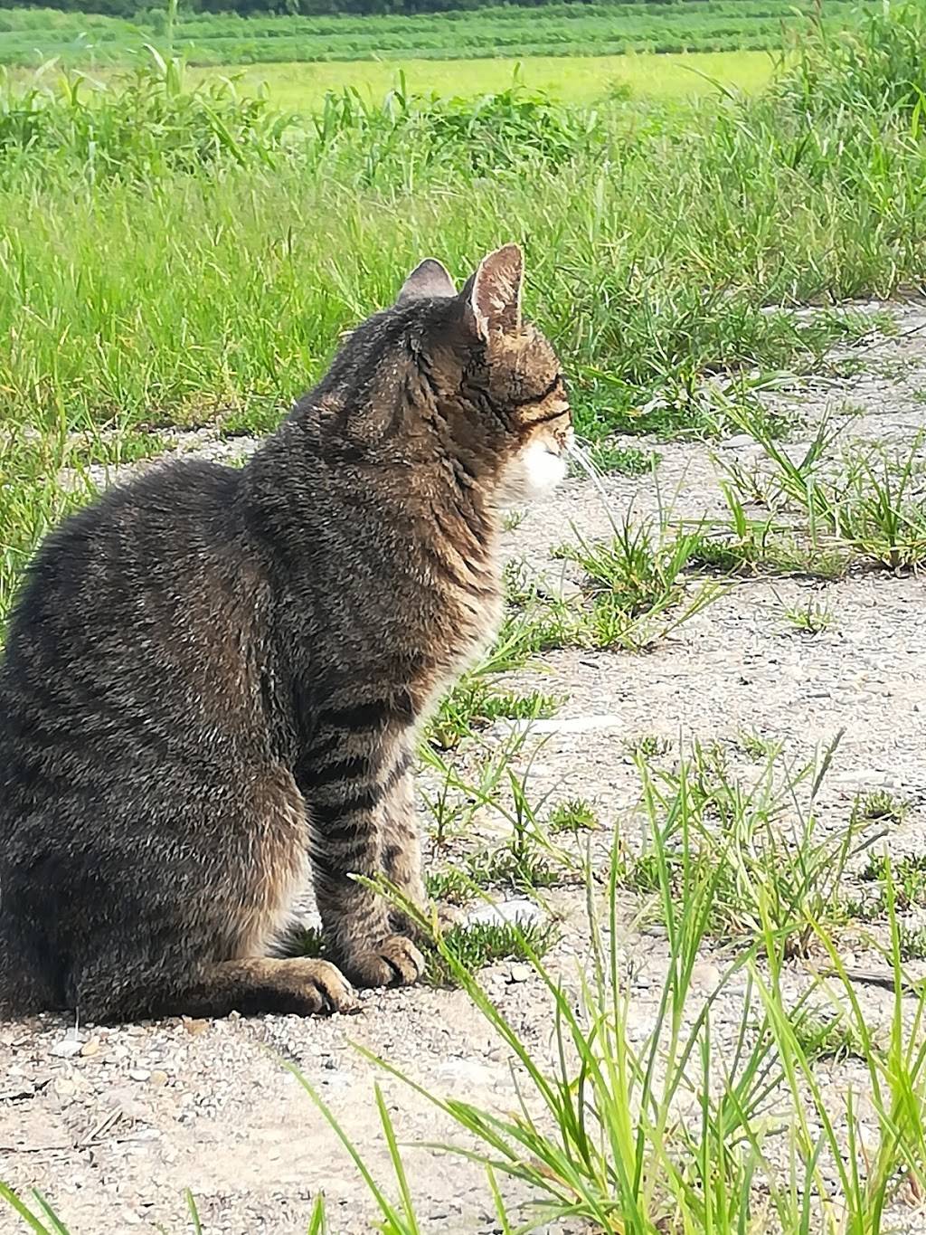 Carriage House Farm Market | restaurant | 2872 Lawrenceburg, North Bend, OH 45052, USA | 5134670096 OR +1 513-467-0096