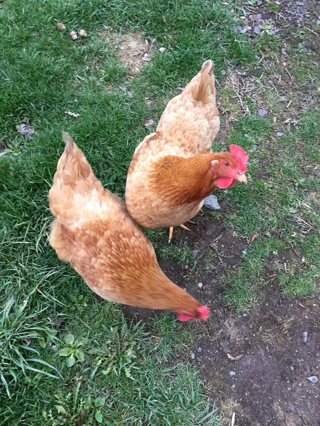 Mid Valley Organics, Inc. | restaurant | 13 Cortez Rd, Lake Ariel, PA 18436, USA | 5709379539 OR +1 570-937-9539