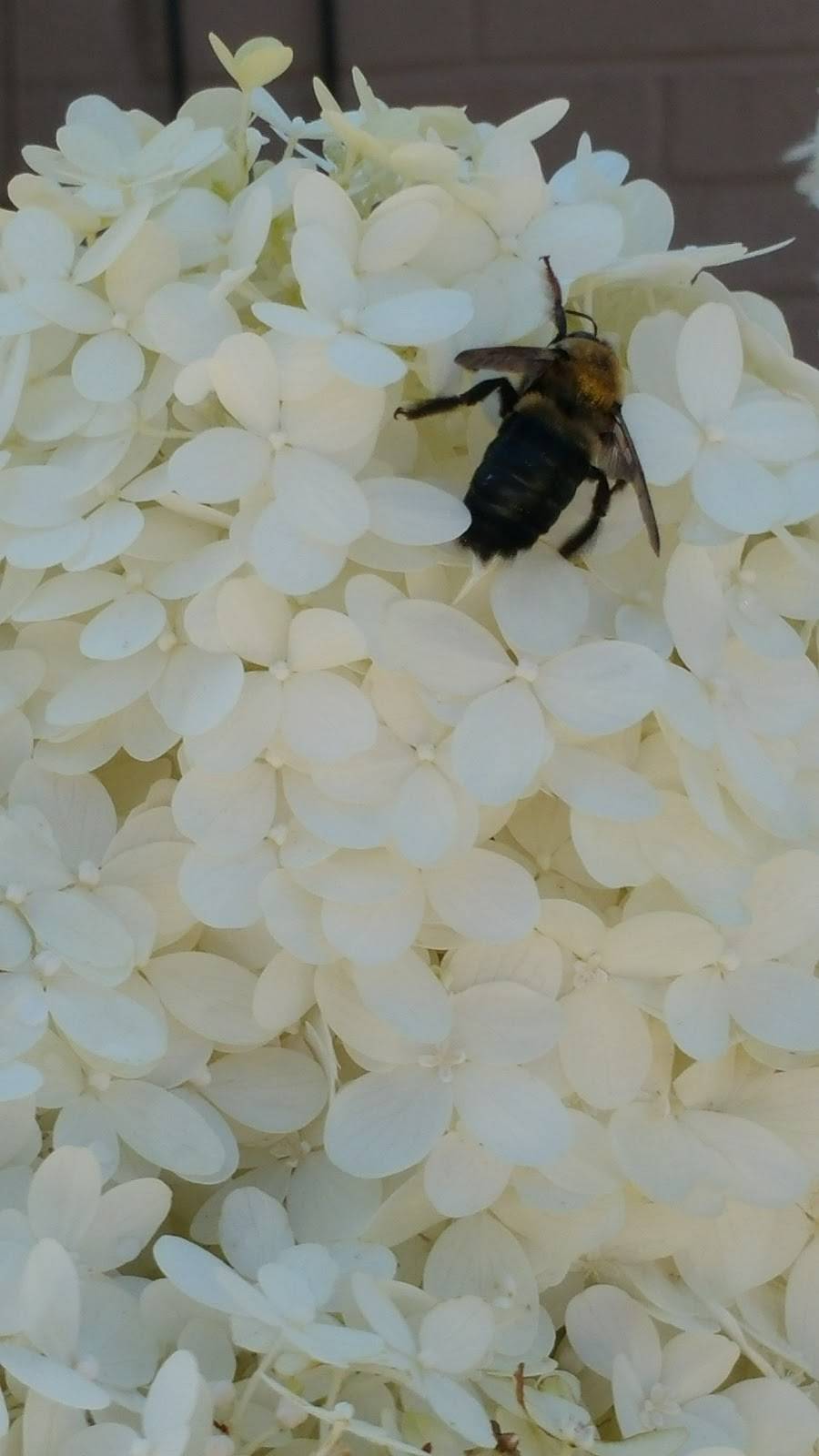 Dairy Queen Grill & Chill | restaurant | 808 Vann Dr, Jackson, TN 38305, USA | 7317361139 OR +1 731-736-1139