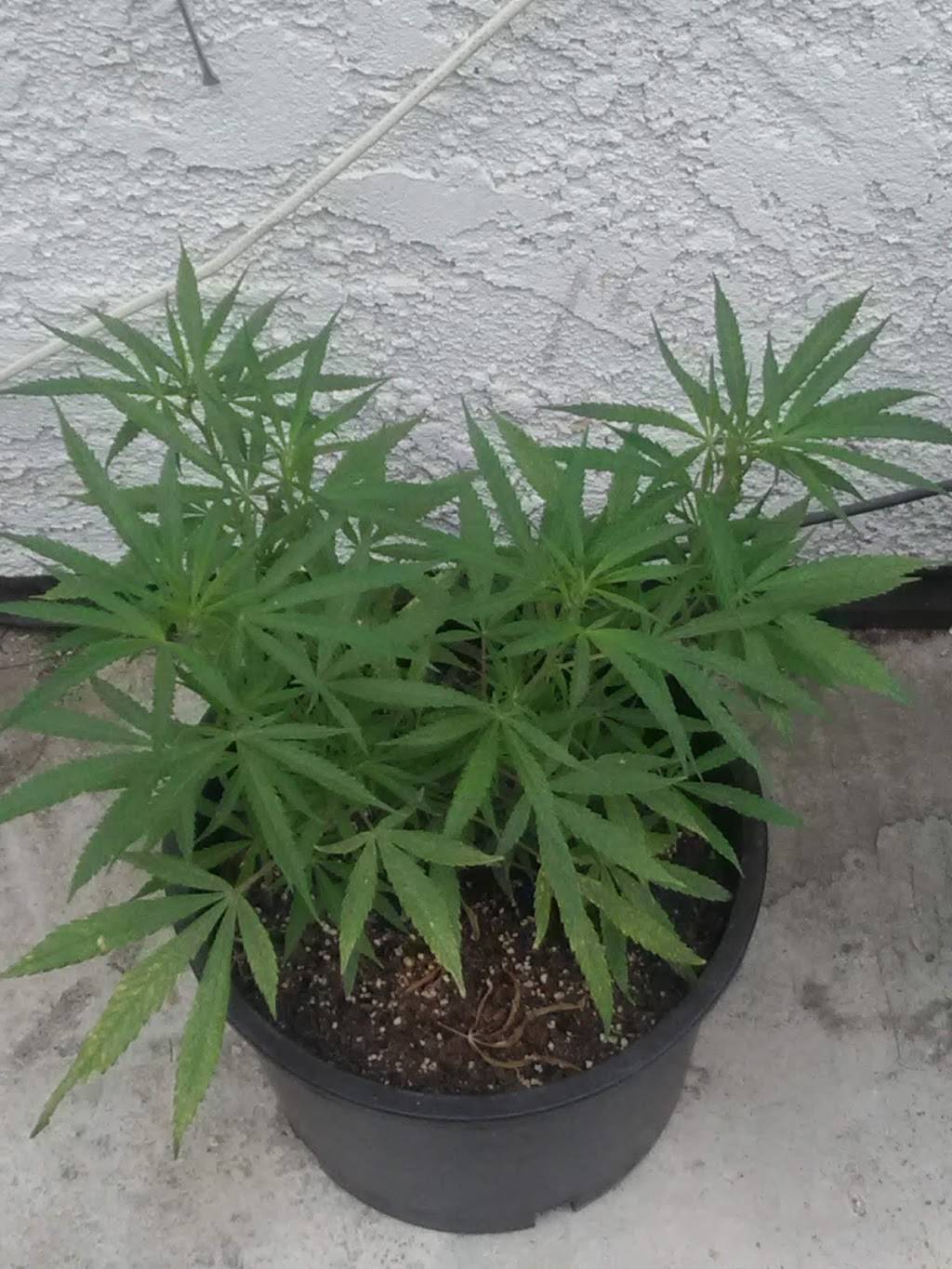 Subway Restaurants | restaurant | 1340 Center St, Riverside, CA 92507, USA | 9516801717 OR +1 951-680-1717