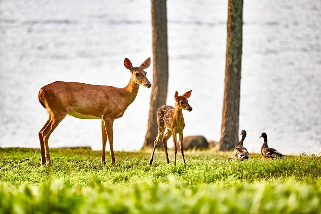 Lake Monticello Owners Association | restaurant | 41 Ashlawn Blvd, Palmyra, VA 22963, USA | 4345898263 OR +1 434-589-8263