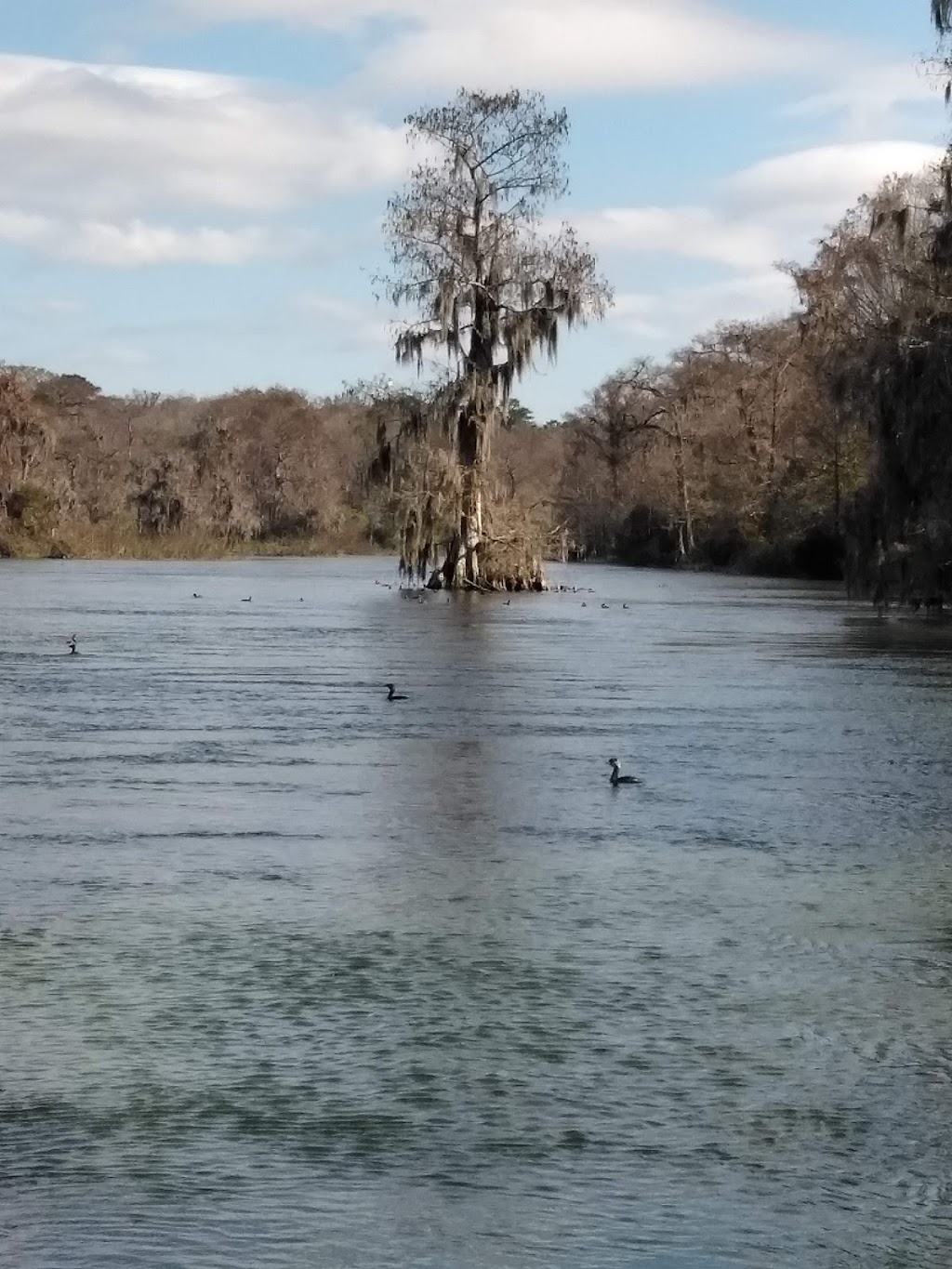 The Edward Ball Dining Room@ Wakulla Springs | restaurant | 465 Wakulla Park Dr, Crawfordville, FL 32327, USA | 8504212000 OR +1 850-421-2000