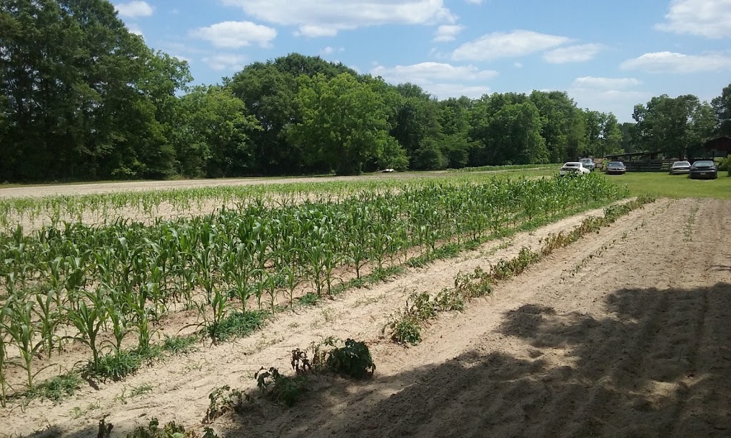 Tin Top Cafe | restaurant | 24319 Troy Hwy, Grady, AL 36036, USA | 3345847518 OR +1 334-584-7518