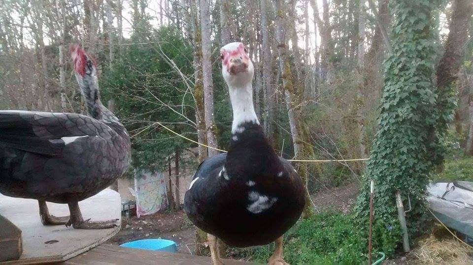 Rascals Bar & Grill | restaurant | 20275 Williams Hwy, Williams, OR 97544, USA | 5418469303 OR +1 541-846-9303