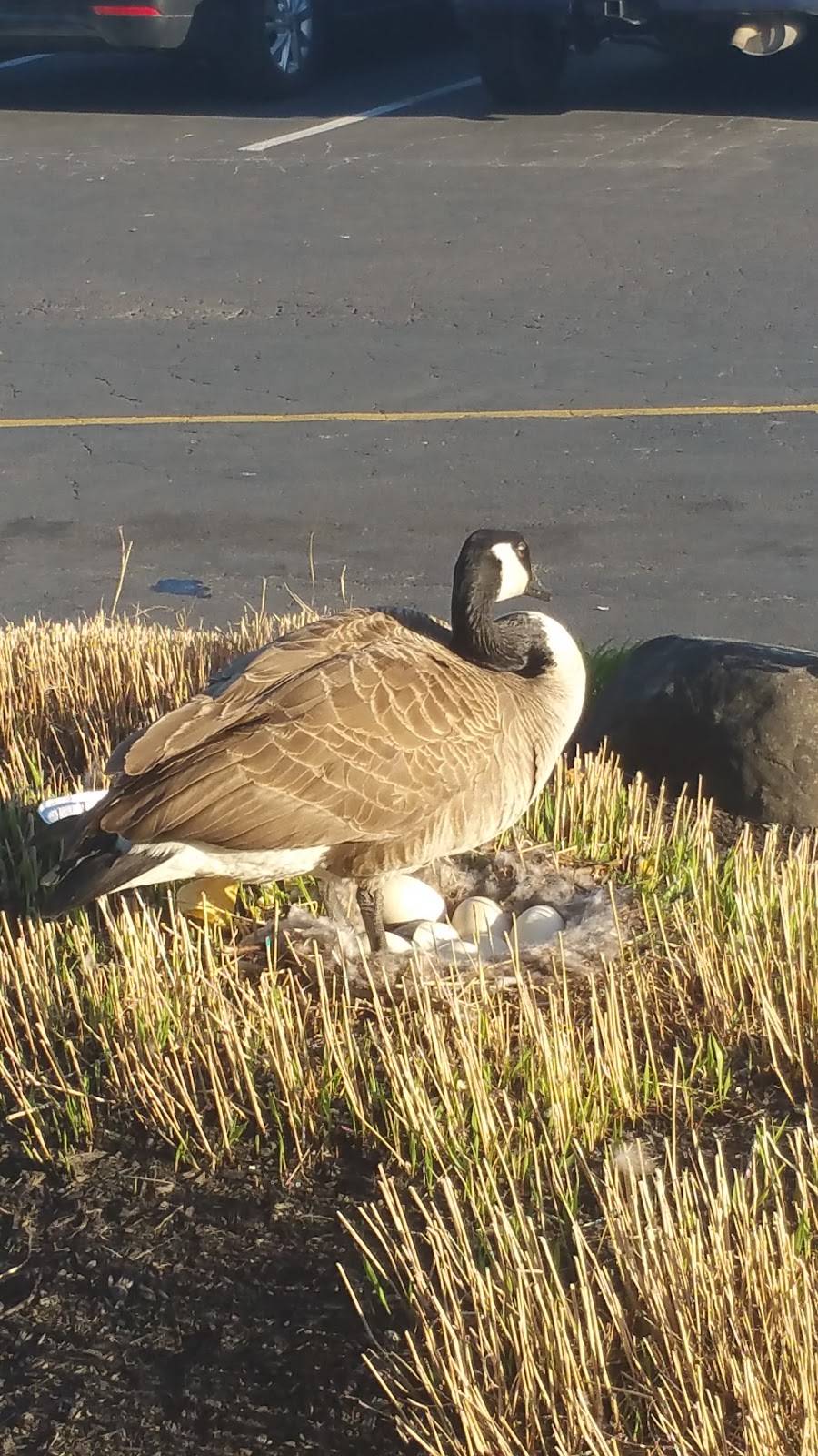 El Vaquero Mexican Restaurant | restaurant | 1780 Hilliard Rome Rd, Hilliard, OH 43026, USA | 6148765157 OR +1 614-876-5157