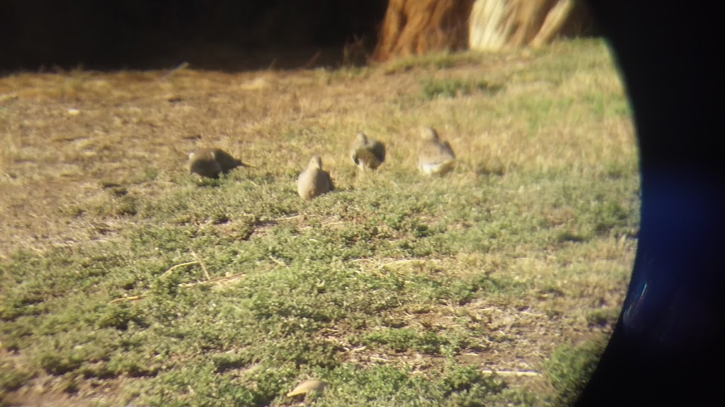 Strokes Bar & Grill | restaurant | 8010 Riverside Dr, Parker, AZ 85344, USA | 9286672366 OR +1 928-667-2366