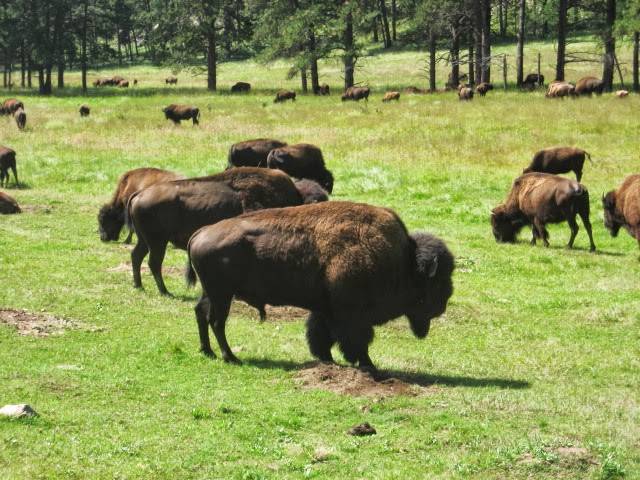 Rock River Ranches | restaurant | 5460 Colorado Blvd Unit 120, Commerce City, CO 80022, USA | 3032940167 OR +1 303-294-0167