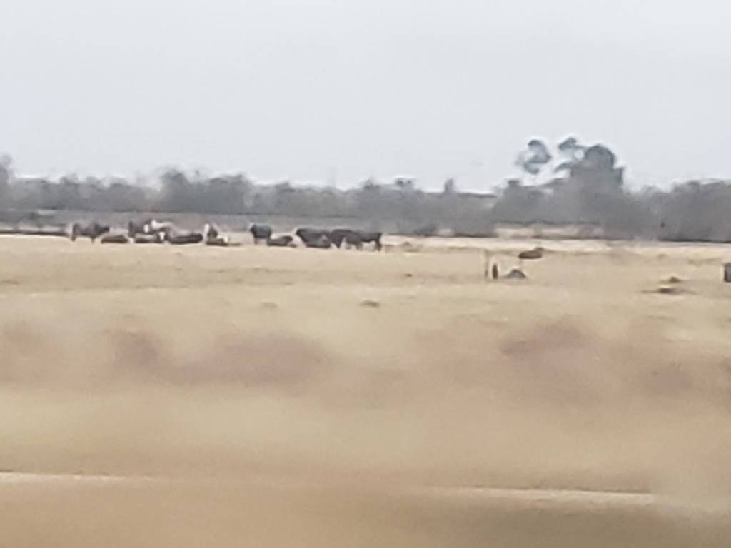 Gulf Coast Surplus | restaurant | 8356 US-59, Wharton, TX 77488, USA | 9795323400 OR +1 979-532-3400