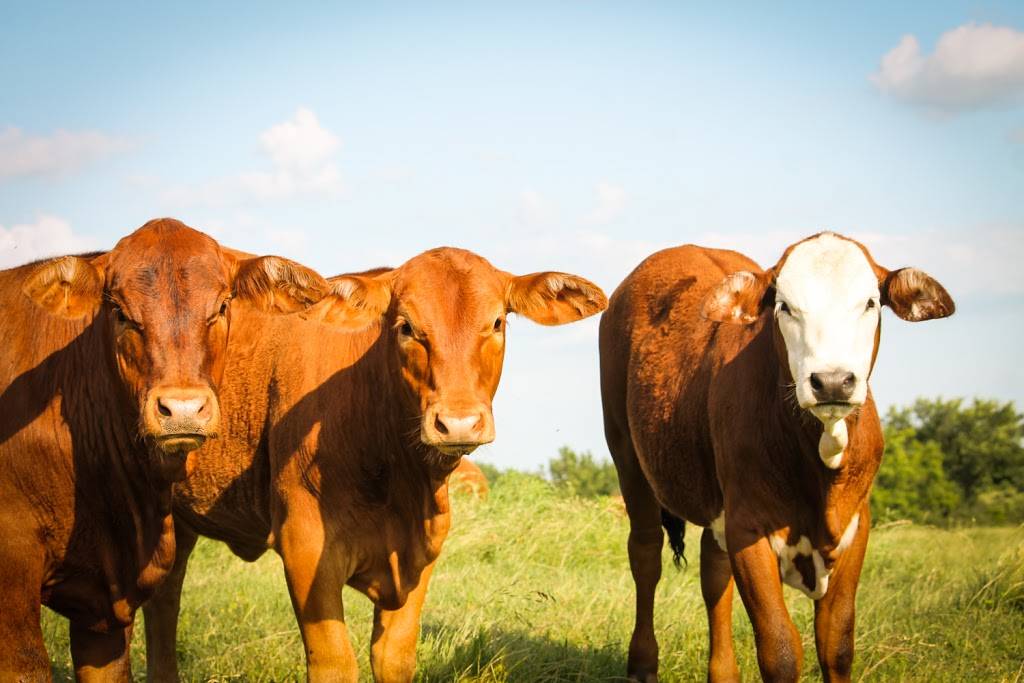 Moores Fish Farm | restaurant | 25353 S 4230 Rd, Inola, OK 74036, USA | 9183414194 OR +1 918-341-4194