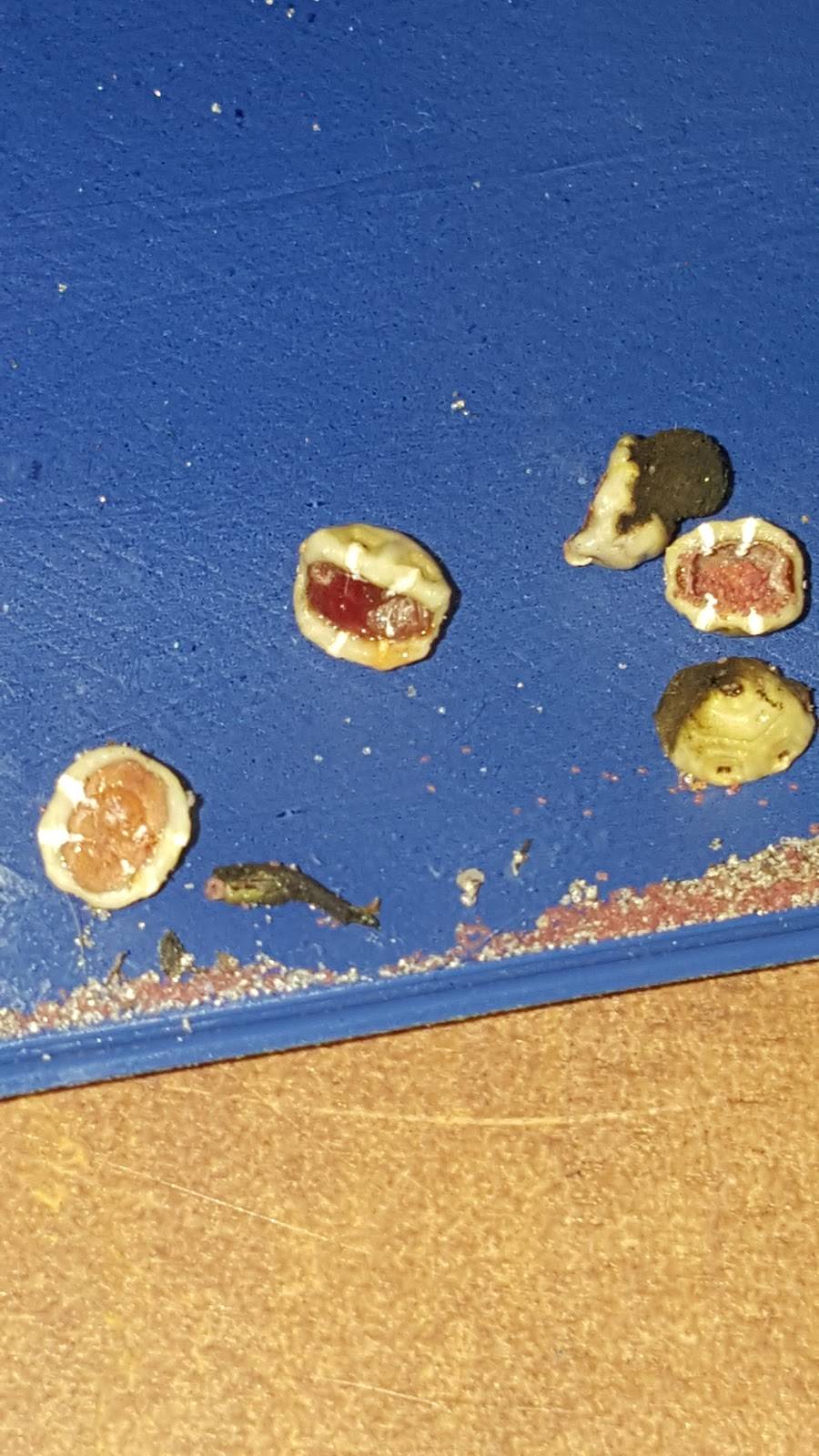 Wendys | restaurant | 1100 S Broad St, Brooksville, FL 34601, USA | 3527990878 OR +1 352-799-0878