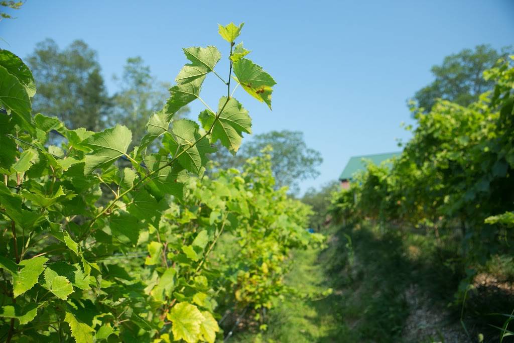 Mountain View Vineyard, Winery & Brewery | restaurant | 2332 Walters Rd, Stroudsburg, PA 18360, USA | 5706190053 OR +1 570-619-0053