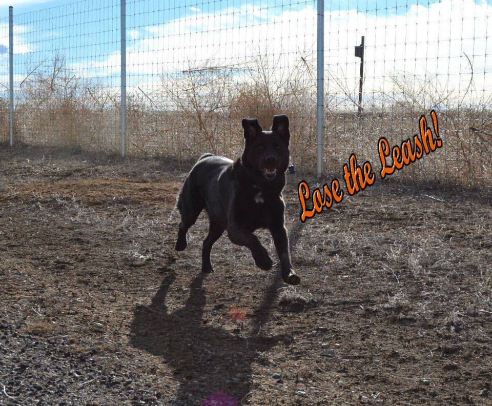 Coal Mine Ave Brewing Company | restaurant | 9719 W Coal Mine Ave unit a, Littleton, CO 80123, USA | 7205044866 OR +1 720-504-4866