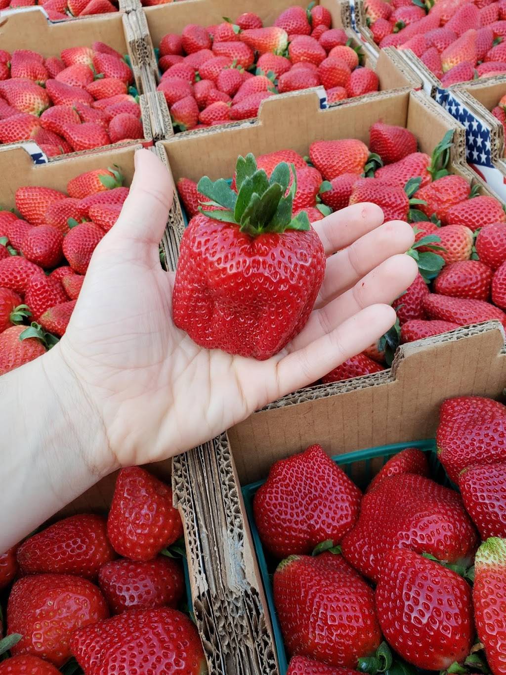 Family farms inc.U-Pick |  | 14950 SW 14th St, Davie, FL 33326, USA | 9548042850 OR +1 954-804-2850