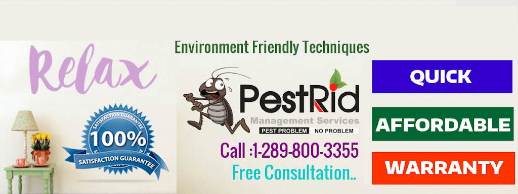 PestRid Pest Control Services | restaurant | 16 Madison St, Brampton, ON L6S 3C5, Canada | 2898003355 OR +1 289-800-3355