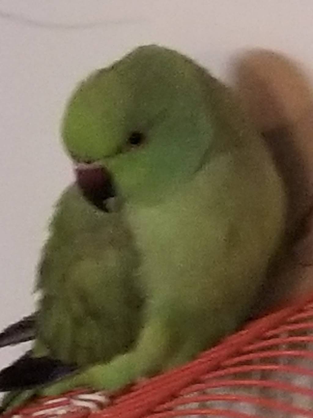 Garnachas Rivera | restaurant | Carrboro, NC 27510, USA | 9193700636 OR +1 919-370-0636