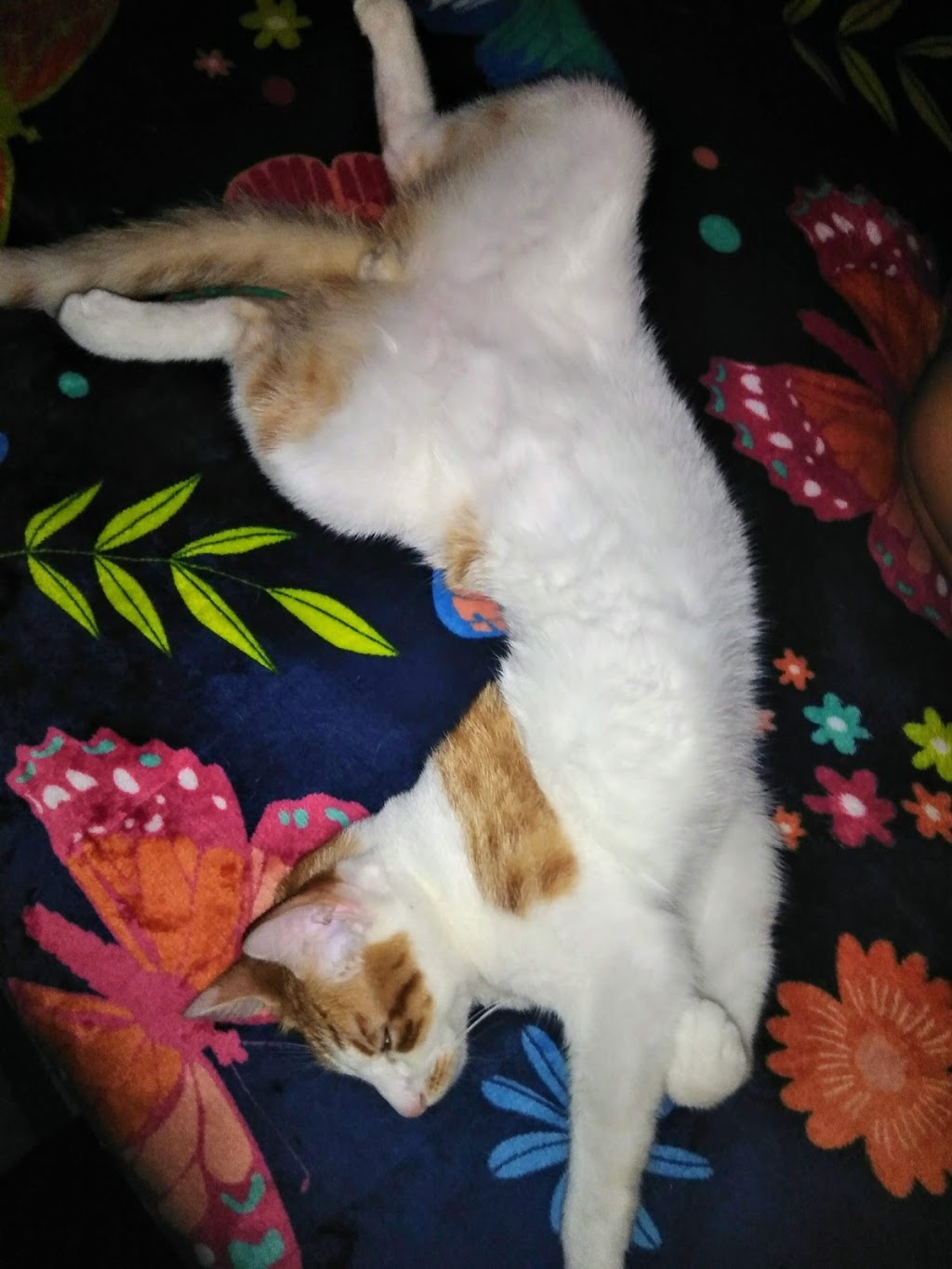 La Placita 2 | restaurant | 9006 Beechnut St, Houston, TX 77036, USA | 7139814903 OR +1 713-981-4903