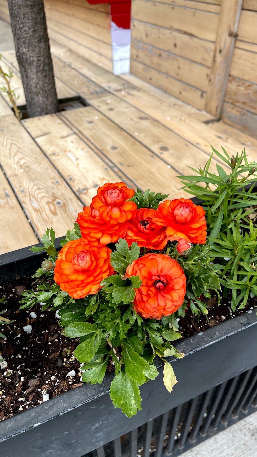 Flash Taco Wicker Park | restaurant | 1570 N Damen Ave., Chicago, IL 60622, USA | 7737721997 OR +1 773-772-1997