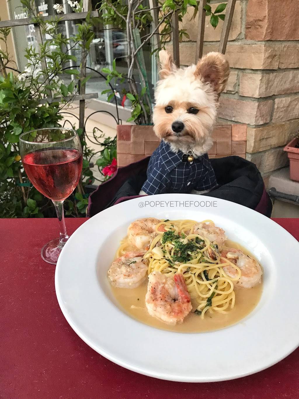 Bistro Pazzo | restaurant | 7930 Ivanhoe Ave, La Jolla, CA 92037, USA | 8584564005 OR +1 858-456-4005