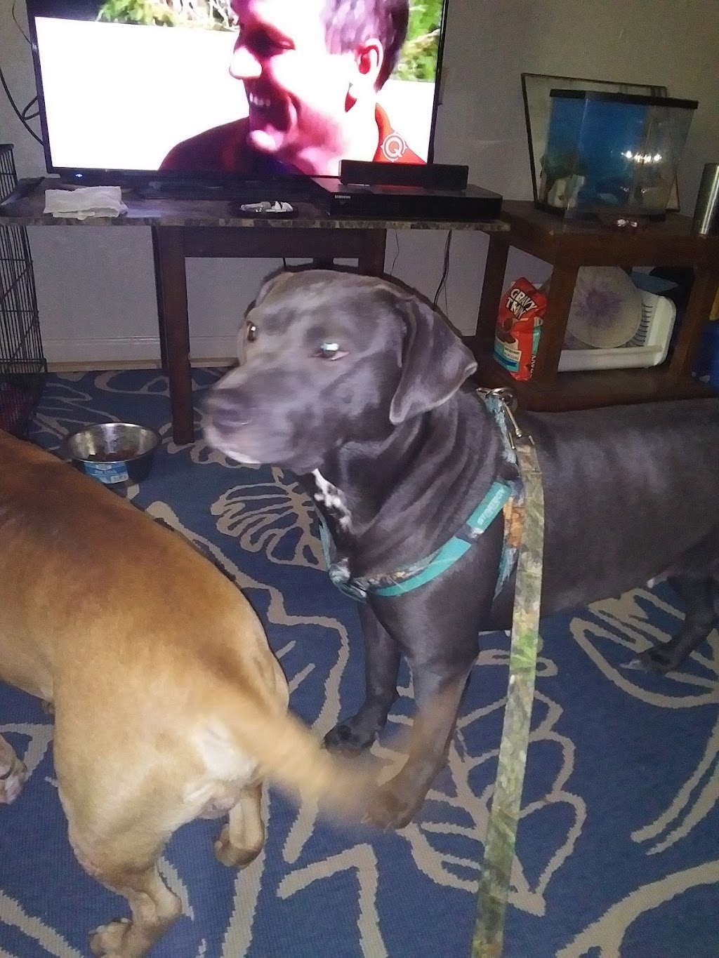 Little Caesars Pizza | meal delivery | 127 Audubon Dr, Maumelle, AR 72113, USA | 5018512727 OR +1 501-851-2727