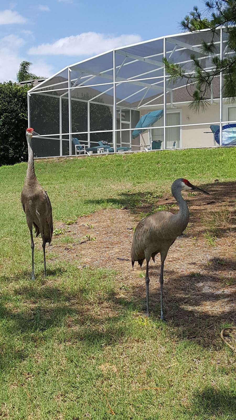 Highlands Reserve Golf Club | meal takeaway | 500 Highlands Reserve Blvd, Davenport, FL 33897, USA | 8634201724 OR +1 863-420-1724